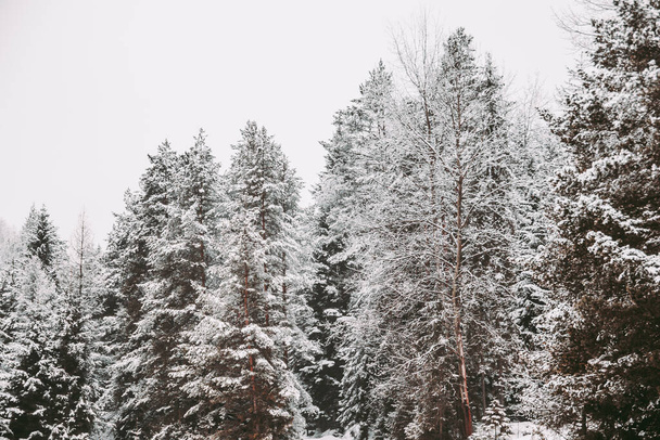 pohled na zasněžené stromy, zimní dovolená. - Fotografie, Obrázek