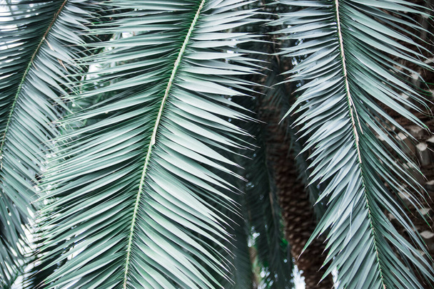 Tropikalne liście palmy. Blisko widok pięknych zielonych liści palmy. Rośliny tropikalne w zamknięciu szklarni - Zdjęcie, obraz