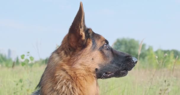 Head of a German Shepherd dog, profile, side view. The dog in nature looks into the distance, half-open mouth. Close-up, daytime, summer. High quality 4k footage - Séquence, vidéo