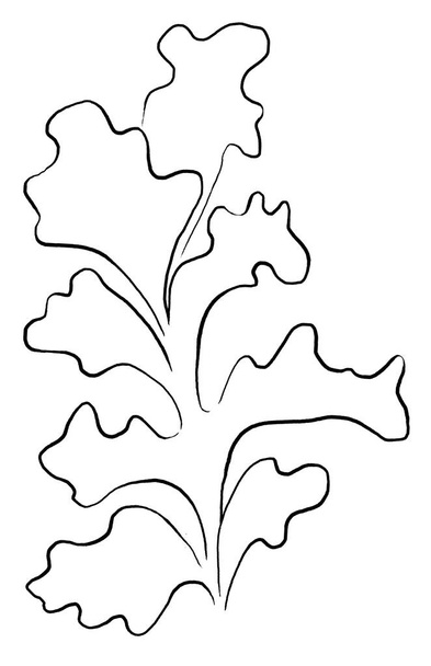 Seaweeds made of black outlines, isolated illustration clipart.  Single elements for summer sea wedding stationery, beach party invitations and greeting cards, crafting - Photo, Image
