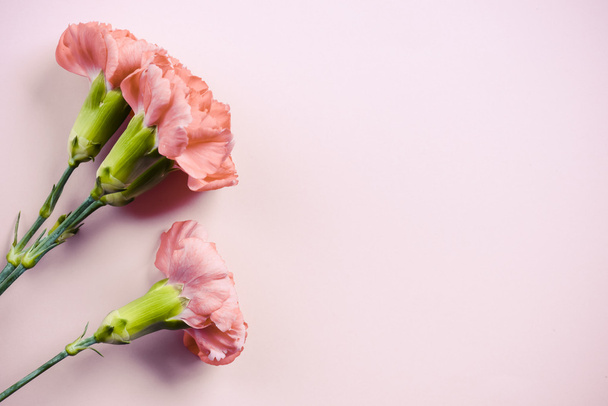 Flores de clavel rosa
 - Foto, Imagen