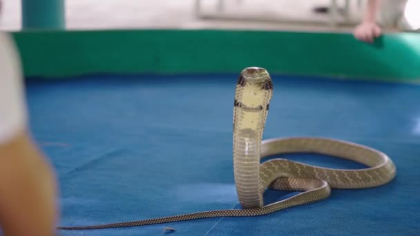 Big King cobra snake in piedi con costole allargate incappucciate e in posa per i turisti che scattano foto durante lo spettacolo alla Mae Sa Farm di Chiang Mai, Thailandia - rallentatore - 4K Video orizzontale - Filmati, video