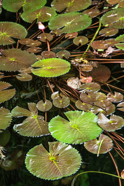 Красивые зеленые водяные лилии в темной воде
 - Фото, изображение