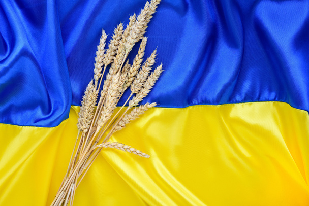 Wheat spikelets on the background of the flag of Ukraine. Harvest of wheat and Ukraine concept. Flat lay, copy space - Photo, image
