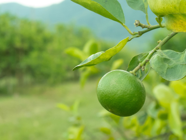 Yeşil limon - Fotoğraf, Görsel