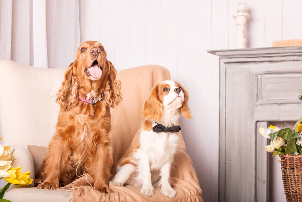Cavalier King Charles Spaniel puppy dog and English Cocker Spaniel dog sitting together - Фото, изображение