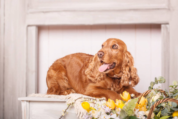Happy English Cocker Spaniel dog portrait with flowers - Фото, изображение