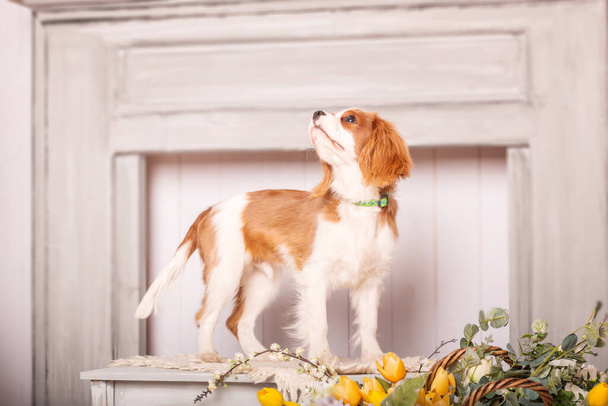 Cavalier King Charles Spaniel puppy dog inside - Фото, изображение