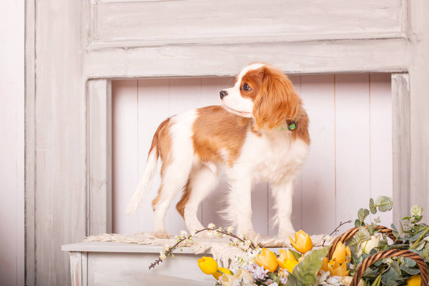 Cavalier King Charles Spaniel puppy dog inside - Фото, изображение