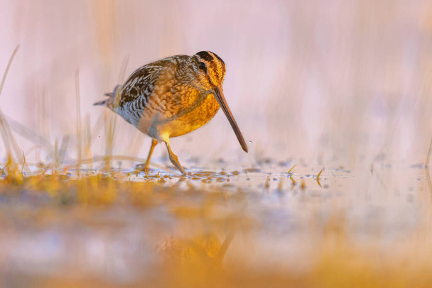 Common Snipe (Gallinago gallinago) is a small, stocky Wader native to the Old World. Bird Wading in shallow Water of Wetland during migration. Wildlife Scene in Nature of Europe. - Photo, Image