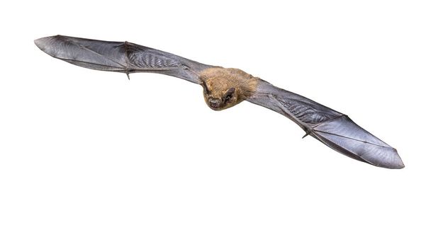 Flying Pipistrelle bat (Pipistrellus pipistrellus) action shot of hunting animal isolated on white background. This species is know for roosting and living in urban areas in Europe and Asia. - Photo, Image
