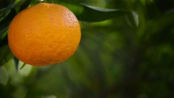 Tangerine opknoping in tak - Video