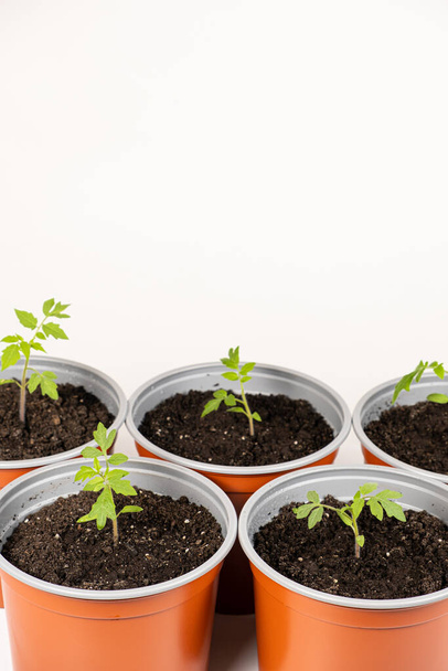 Growing tomatoes from seeds, step by step. Step 9 - transplanted sprouts in pots - 写真・画像