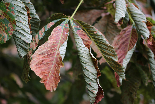 Horse chestnut, Aesculus hippocastanum, tree leaves covered in the mines of the Horse Chestnut leaf mining moth, Cameraria ohridella, with a blurred background of leaves. - Fotografie, Obrázek