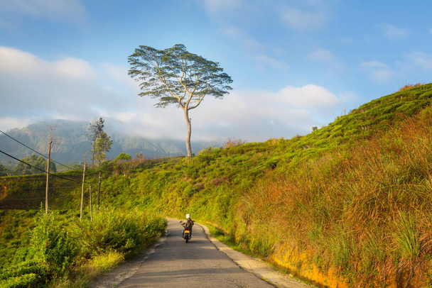 Tuk tuk zöld fák közötti úton halad Srí Lanka-i erdőben - Fotó, kép