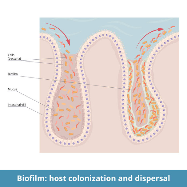 Biofilm: host colonization and dispersal.Process of bacteria colonization, biofilm formation, and dispersal on a small intestine fragment, part of intestinal villi. - Vector, Imagen