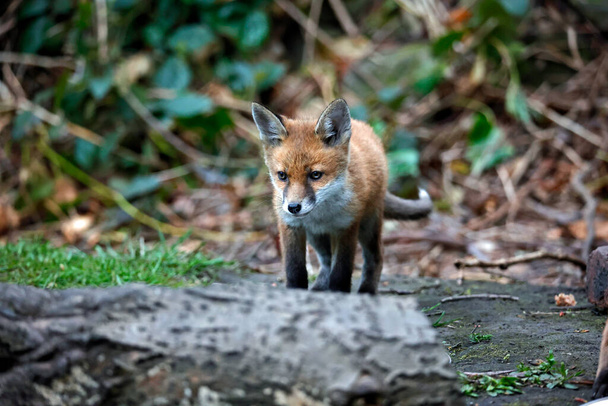 Fox cubs emerging from their garden den - Fotografie, Obrázek