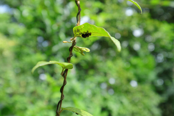 View of an Aristolochia Indica vine with a leaf eating caterpillar, caterpillar is hiding under a vine leaf and belong to common rose butterflies - Fotoğraf, Görsel