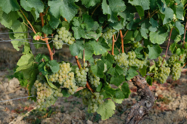 Ripe white grapes. Wine region. Bodenheim, Germany. - Φωτογραφία, εικόνα