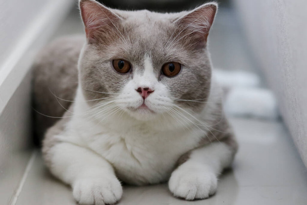 Cute British Shorthair cat, indoor shot. looking at the camera. - Fotografie, Obrázek