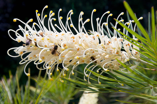 Bees on a grevillea moonlight flower - Photo, Image