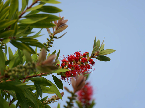 Interesting red Callistemon flower branch with buds on the top of the flowering branch - Photo, Image