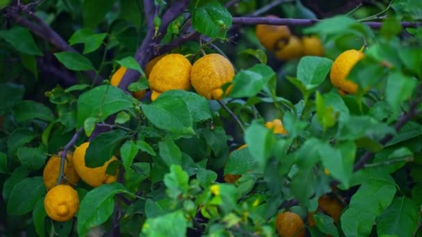 Citrus plant grows in the garden. - Filmati, video