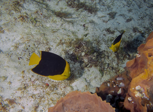 A Rock Beauty (Holacanthus tricolor) in Cozumel, Mexico - Photo, Image