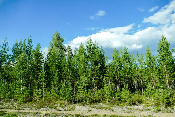 лісовий краєвид з зеленими трав'яними деревами
 - Фото, зображення