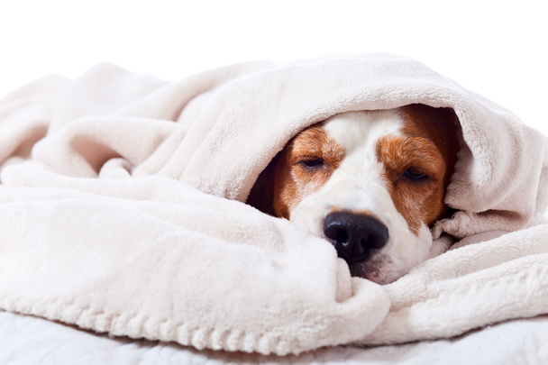 cão abaixo de um cobertor em branco
  - Foto, Imagem