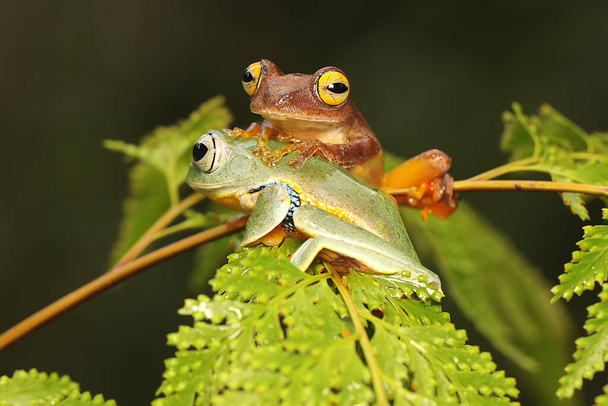 Δύο πράσινα βατράχια κυνηγούν θηράματα σε ένα καταπράσινο φύλλο φτέρης. Αυτό το αμφίβιο έχει το επιστημονικό όνομα Rhacophorus reinwardtii. - Φωτογραφία, εικόνα