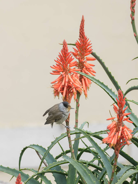 bird eurasian blackcap perched on blooming aloe vera branch in spring outdoors - Photo, Image