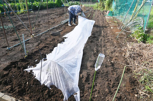 Chinese cabbage cultivation in the vegetable garden. Installation of bug repellent nets ( Gardening nonwoven sheet ) for the vegetable cultivation. - Foto, immagini
