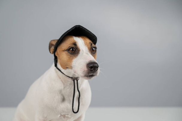 Dog jack russell terrier in a black cap on a white background - Foto, Imagen