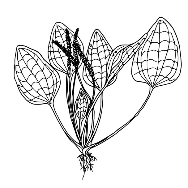 Great plantain. Plantago major - medicinal plant. Hand drawn botanical vector illustration. For print and web - Vektör, Görsel