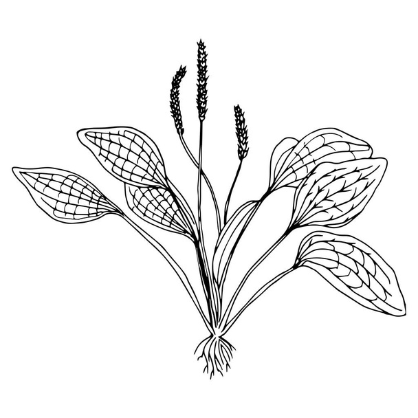 Great plantain. Plantago major - medicinal plant. Hand drawn botanical vector illustration. For print and web - Vektor, obrázek