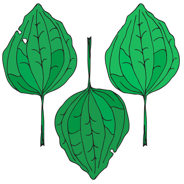 Plantain leaves. Plantago major - medicinal plant. botanical vector illustration. For print and web - Vecteur, image