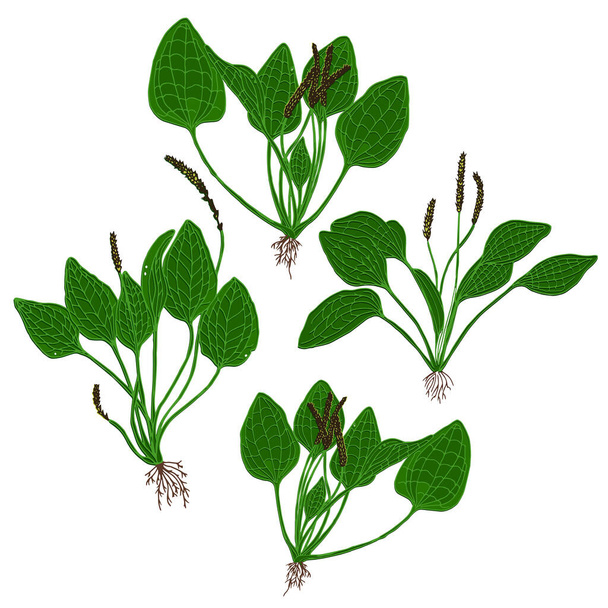 Рослина платонів ізольована на білому тлі. Векторна ілюстрація лікарської трави в мультиплікаційному рівному стилі. Плантаго
 - Вектор, зображення