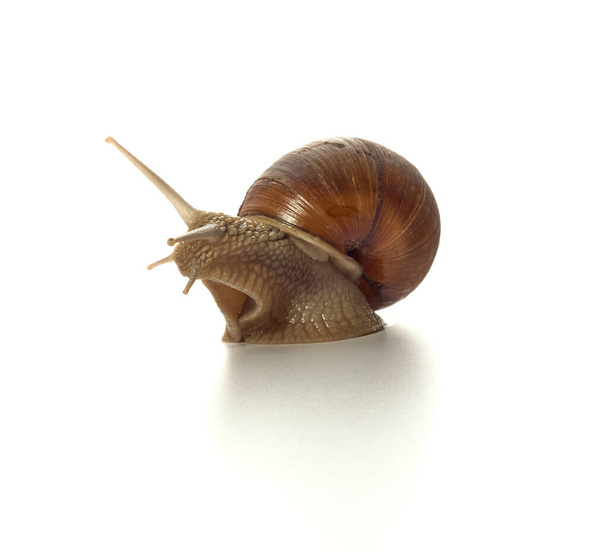 Helix pomatia.Grape snail isolated on white background. Macro shot. - Photo, Image