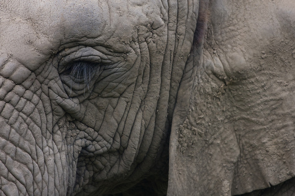 Closeup z hlavy s slon - Fotografie, Obrázek