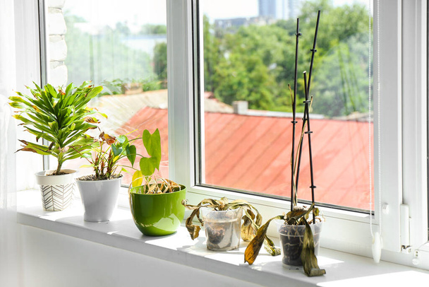 Wilted houseplants on windowsill in room - Фото, изображение