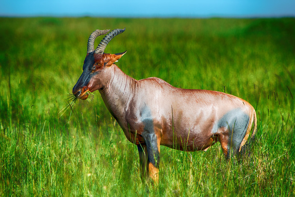 legeltetés piros Hartebeest antilop hosszú buja fű - Fotó, kép