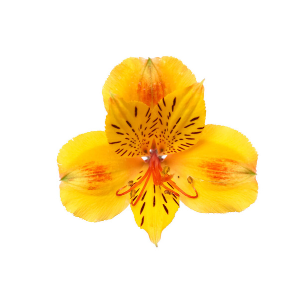 Красивый цветок альстромерии на белом фоне - Фото, изображение