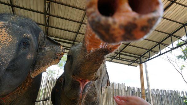 Elephants try to sniff the camera with their trunk. Very large animals in a wooden enclosure. Sparse hair on trunk and trunk. They open their mouth and show their tongue. They eat grass, watermelon - Photo, image