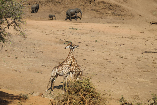 Afrikanischer Elefant und Giraffe im Mphongolo River/ African elephant and Giraffe in Mphongolo River / Loxodonta africana et Giraffa Camelopardalis - Foto, imagen