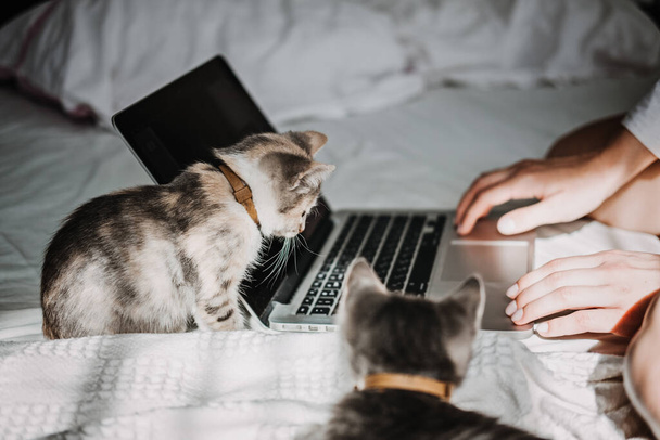 Freelance, work from home. Cat play with laptop. Little kitten looking the laptop while its female owner working with him at home. - Foto, afbeelding