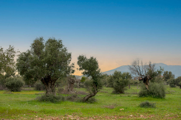 Типичный средиземноморский пейзаж. Три оливковых дерева подряд и несколько других вокруг. Греция
 - Фото, изображение