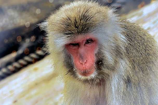 Monkey at a zoo staring blankly - Φωτογραφία, εικόνα