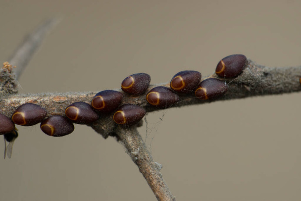 Eggs of grey stink bug, Satara, Maharashtra, India - Valokuva, kuva