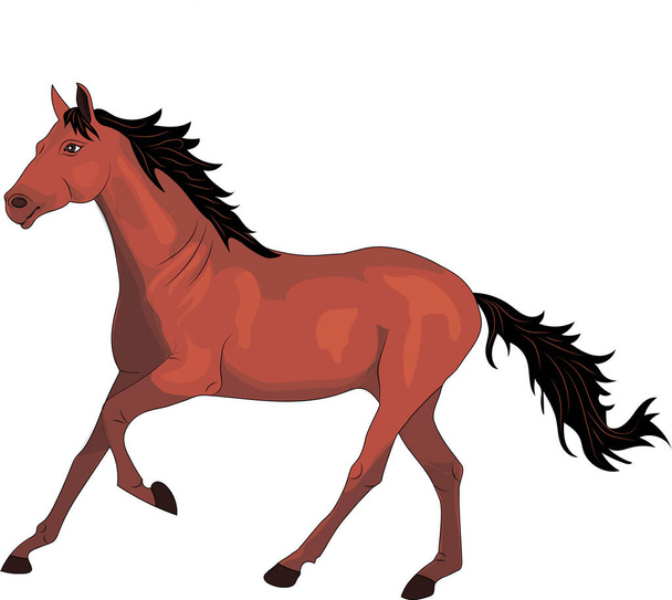  Kůň je štíhlé, půvabné zvíře s vysoce vyvinutými svaly a silnou konstitucí - Fotografie, Obrázek